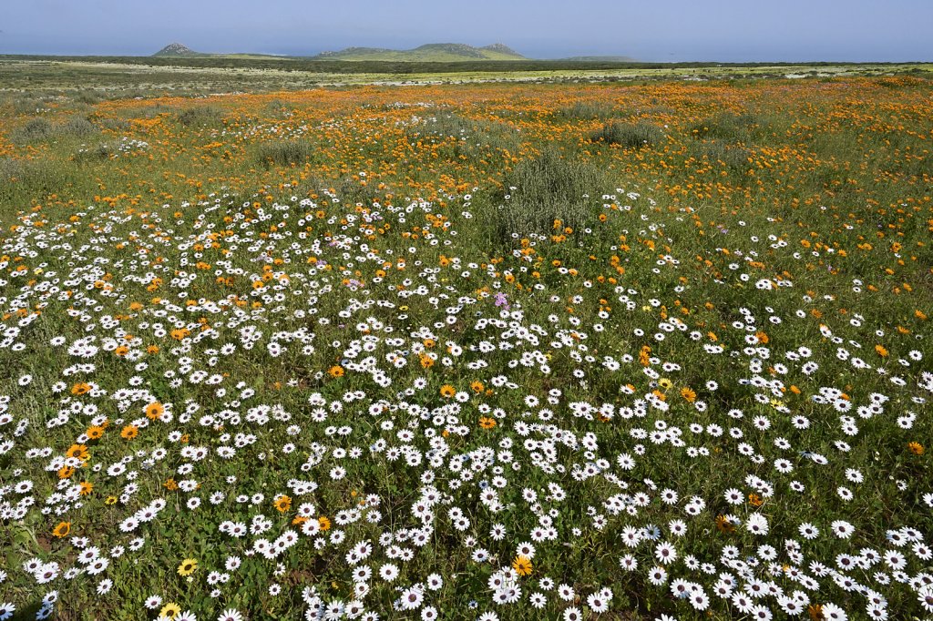 Wildblumen, Steenbok Trail, West Coast NP