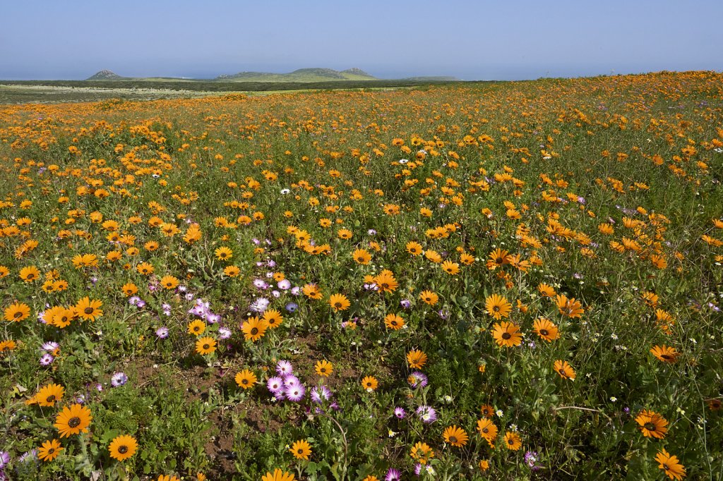 Wildblumen, Steenbok Trail, West Coast NP