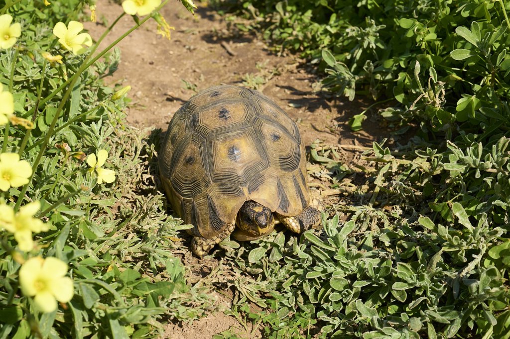 Leopardschildkröte, Steenbok Trail, West Coast NP