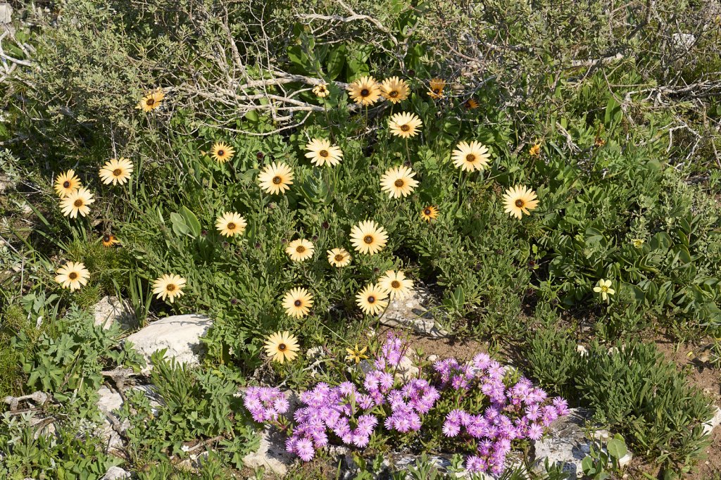 Wildblumen, Steenbok Trail, West Coast NP