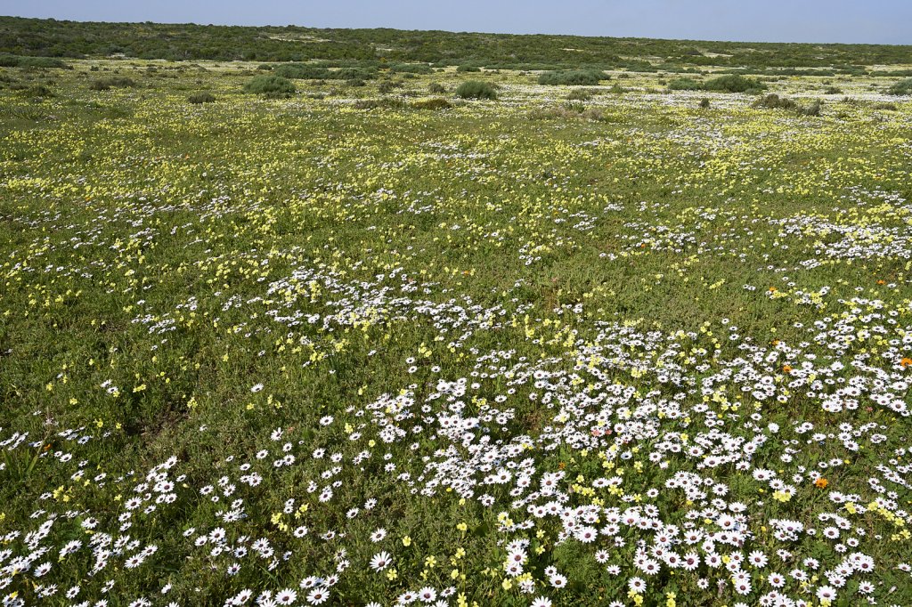 Wildblumen, Steenbok Trail, West Coast NP
