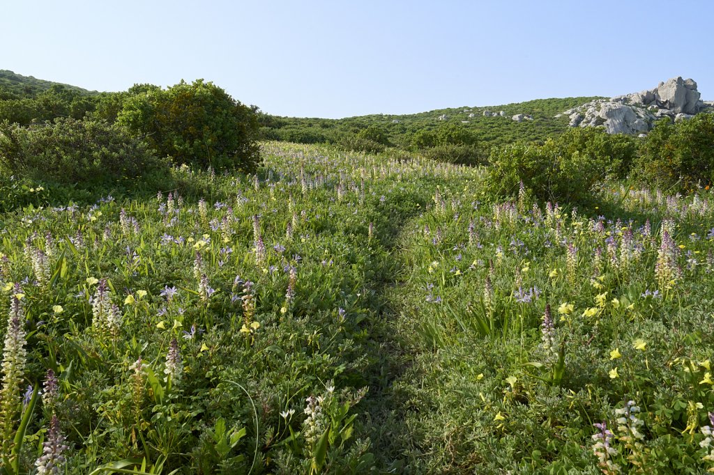 Wildblumen, Steenbok Trail, West Coast NP