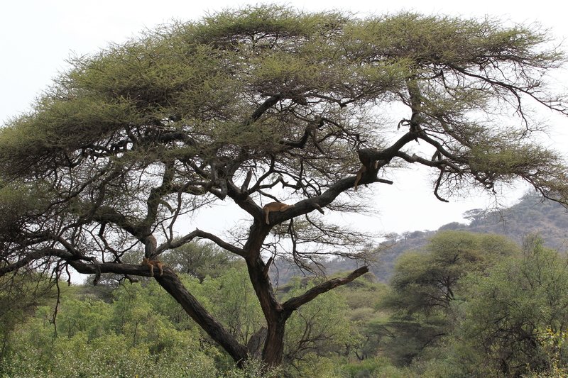 3 Baumlöwen, Lake Manyara NP