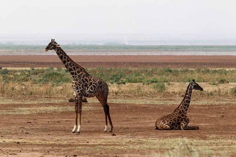 Giraffen, Lake Manyara NP