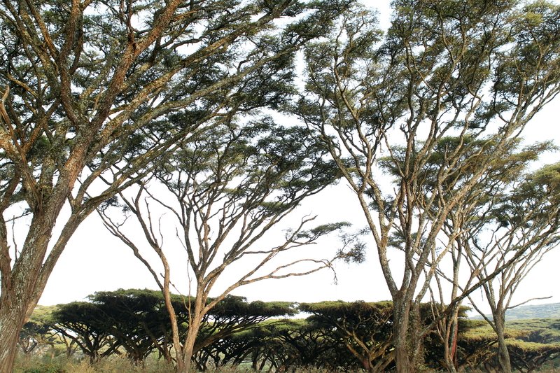 Schirmakazien, Ngorongoro Crater
