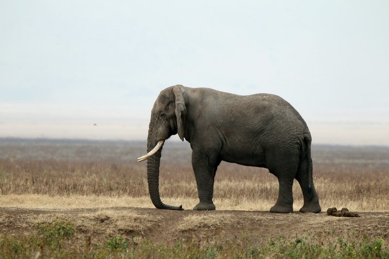 Elefantenbulle, Ngorongoro Crater