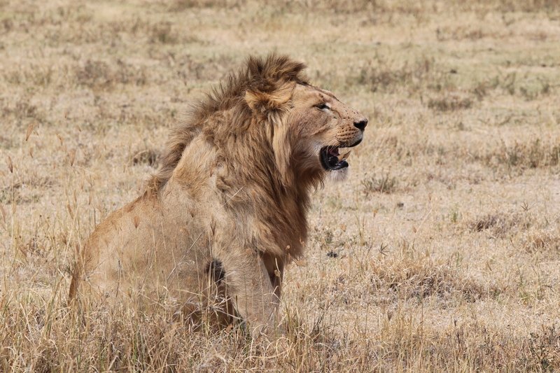 Löwe, Ngorongoro Crater