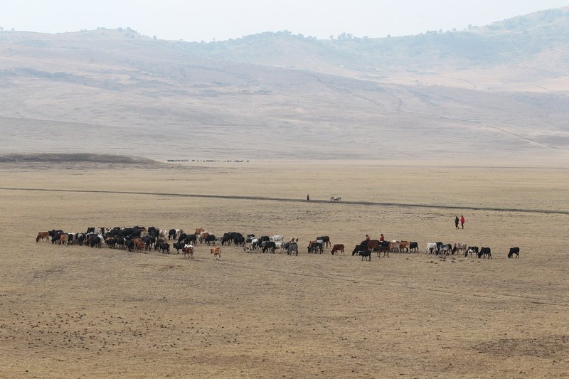 Viehherden der Maasai