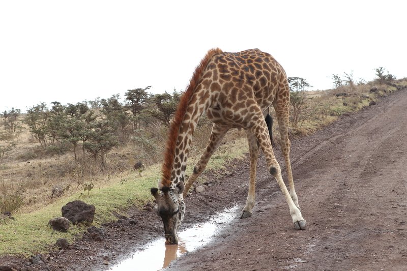 Giraffe, Ngorongoro Conservation Area