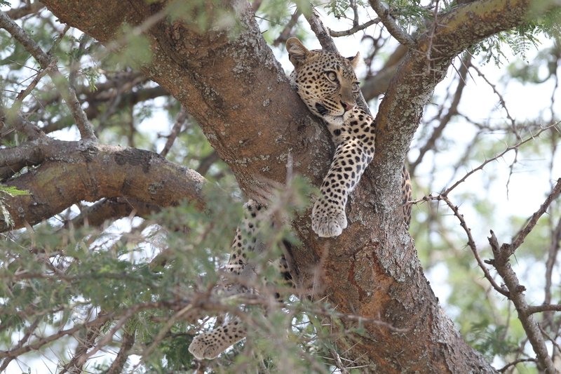 Leopard, Serengeti NP