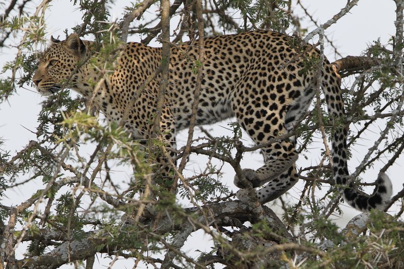 Leopard, Serengeti NP
