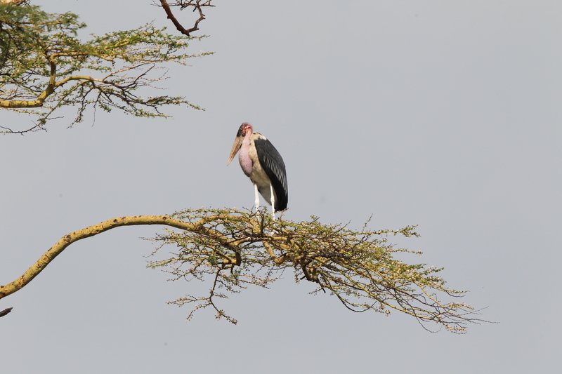 Marabu-Storch, Serengeti NP