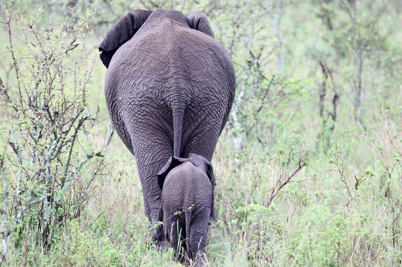 Elefantenmama mit Kind, Serengeti NP