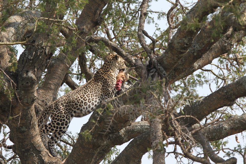 Junger Leopard mit Beute, Serengeti NP