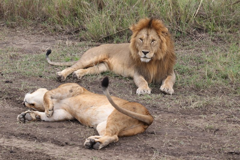Löwenhochzeit, Serengeti NP
