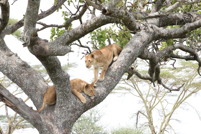 Löwinnen, Serengeti NP