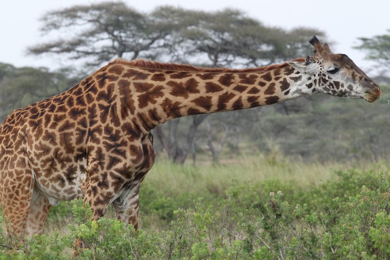 Giraffe, Serengeti NP
