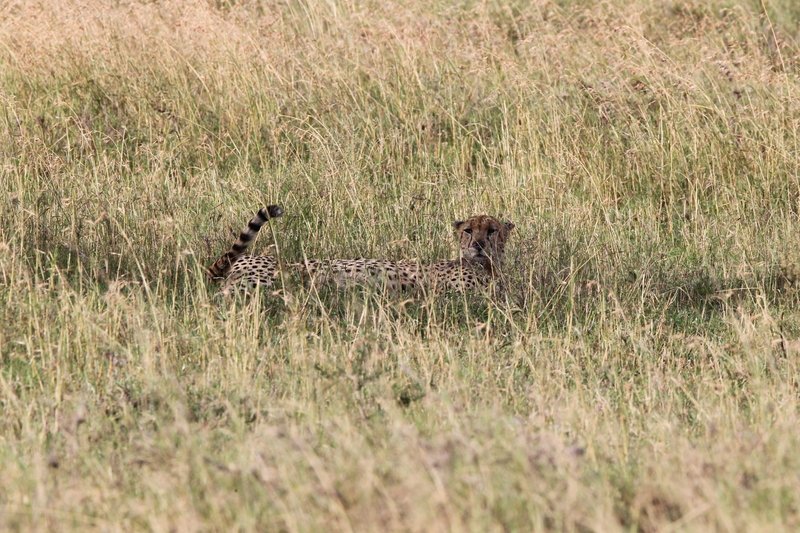 Gepard, Serengeti NP