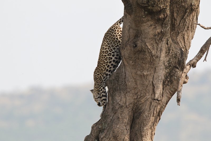Junger Leopard, Serengeti NP