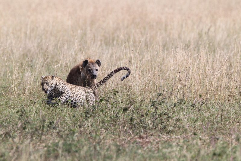 Leopard u. Tüpfelhyäne, Serengeti NP