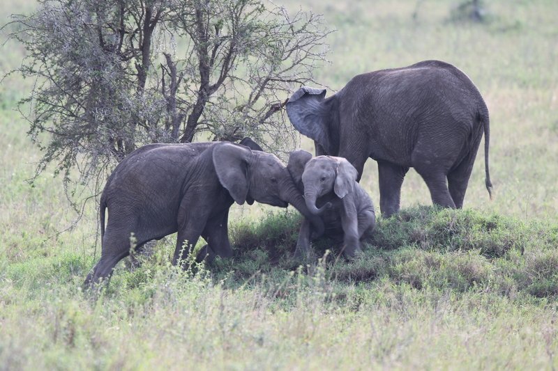 Elefanten, Serengeti NP