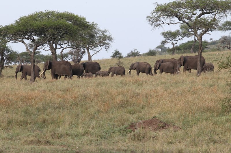 Elefantenherde, Serengeti NP
