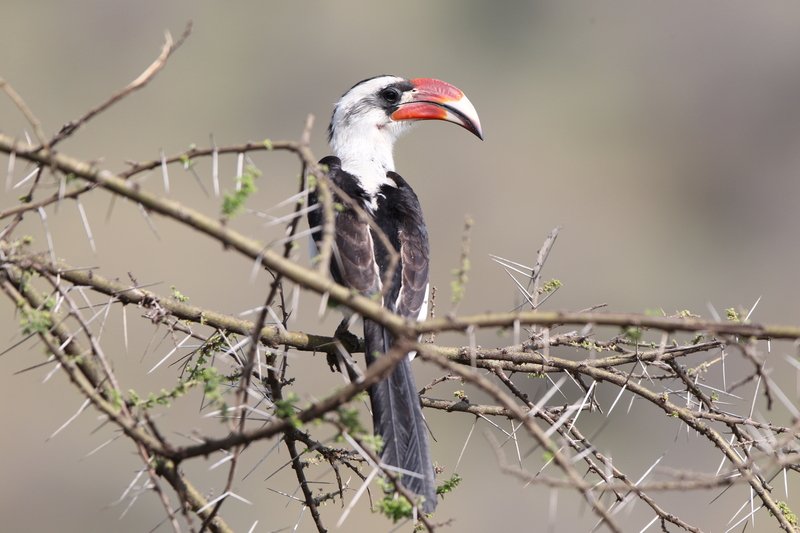 Rotschnabeltoko, Serengeti NP