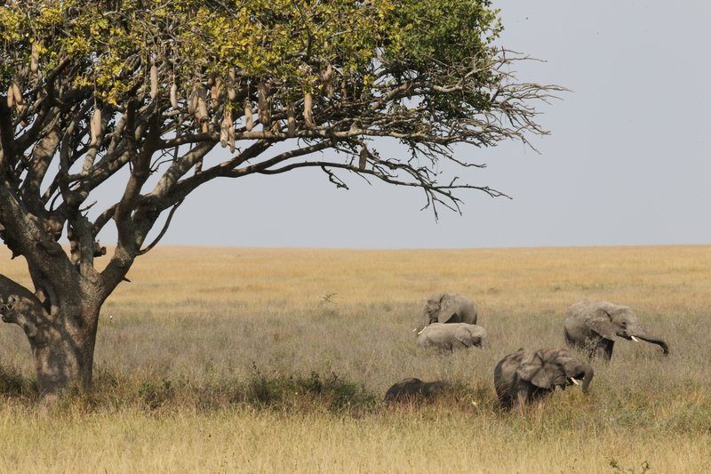 Elefanten unter Leberwurstbaum, Serengeti NP