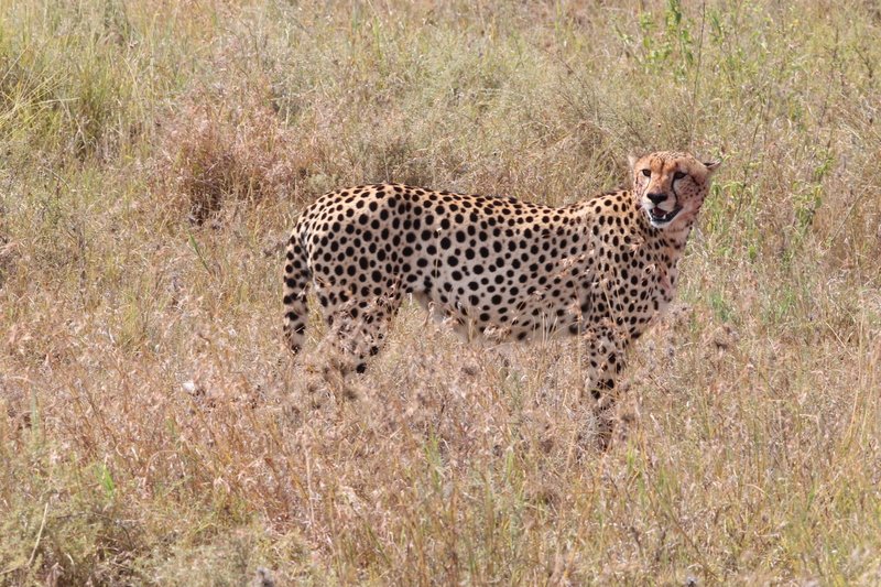 Gepard, Serengeti NP