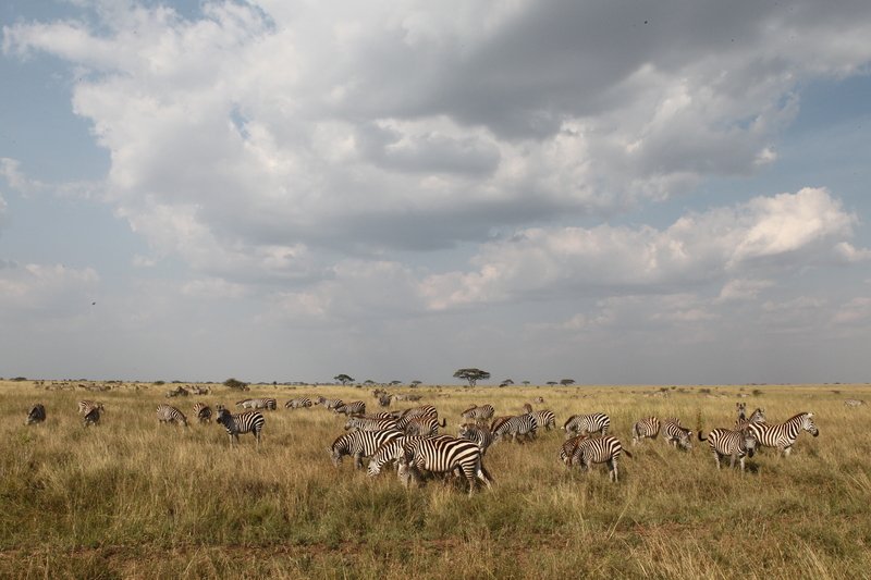 Zebraherde, Serengeti NP