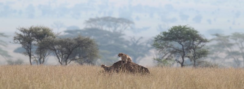 Gepard mit Jungen, Serengeti NP