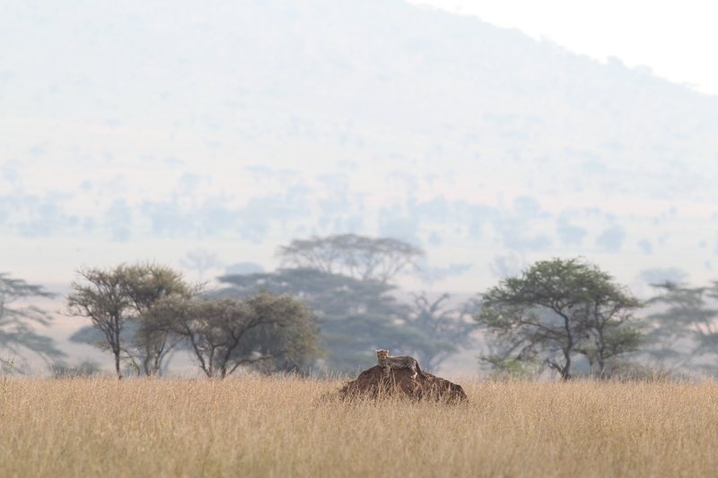 Junger Gepard, Serengeti NP