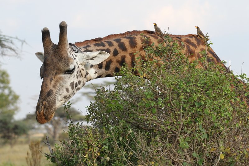 Giraffe mit Madenpicker, Serengeti NP