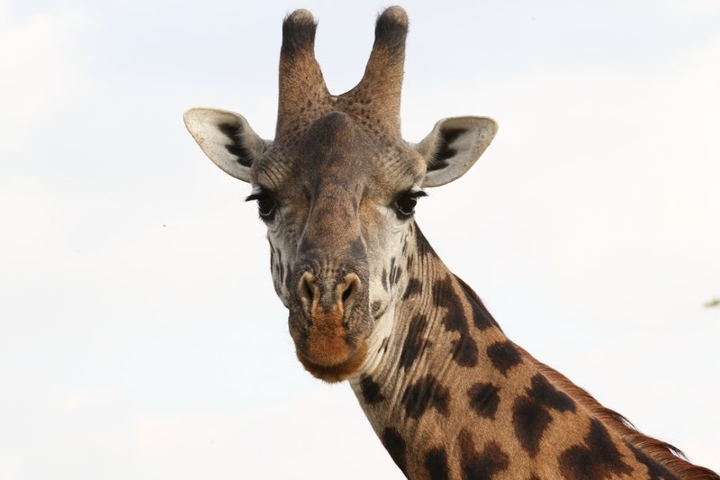 Giraffe, Serengeti NP