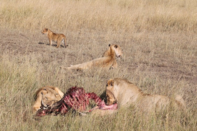 Löwenfamilie mit Beute, Serengeti NP