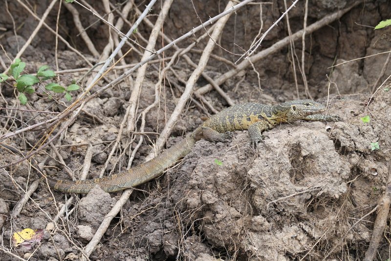 Nilwaran, Selous Game Reserve