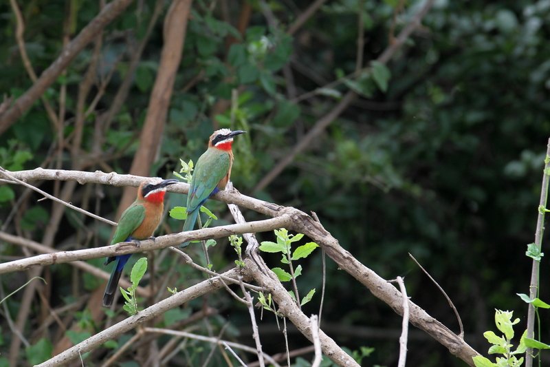 Weißstirnspint, Selous Game Reserve