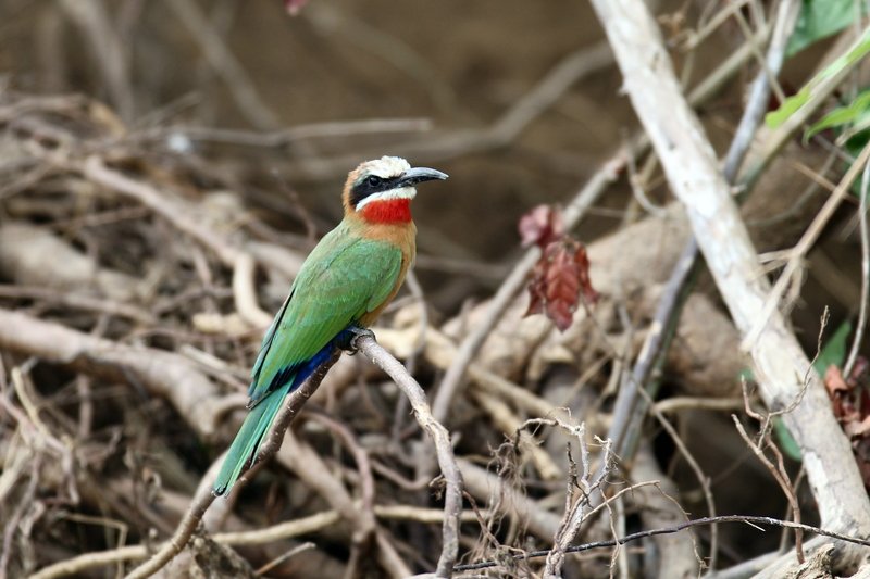 Weißstirnspint, Selous Game Reserve