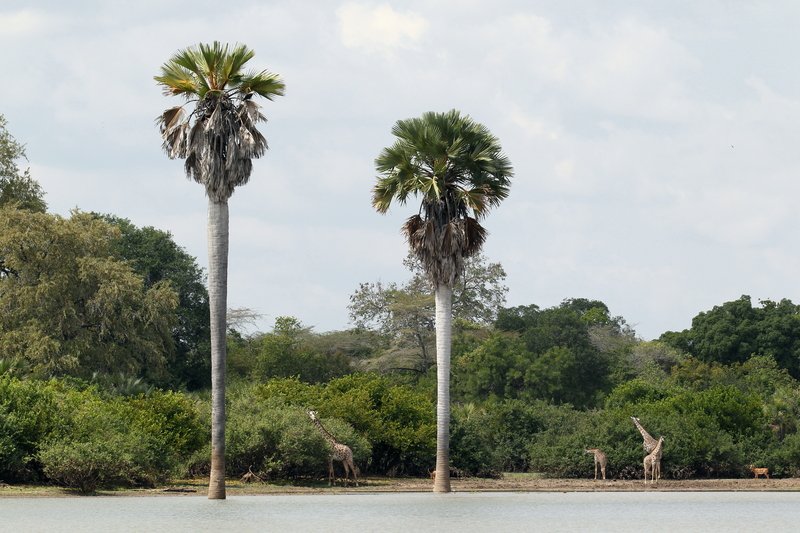 Giraffen und Impalas, Selous Game Reserve