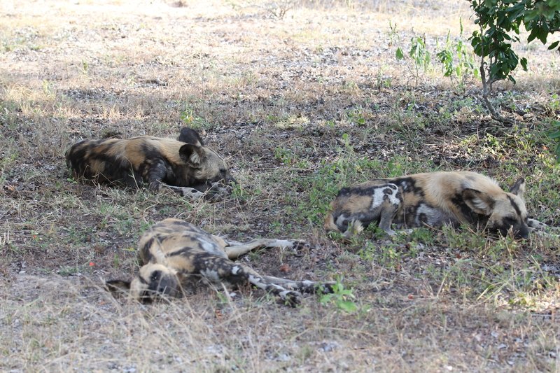 Afrikanische Wildhunde, Selous Game Reserve