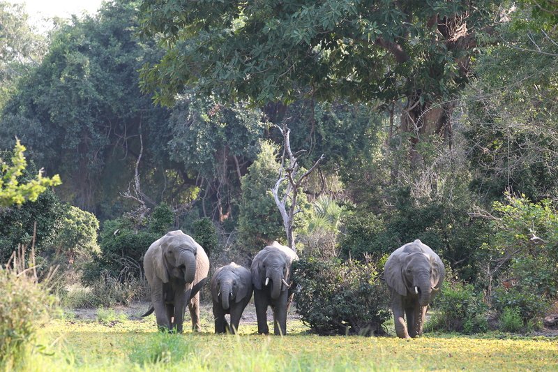 Elefantenfamilie beim Trinken, Selous Game Reserve