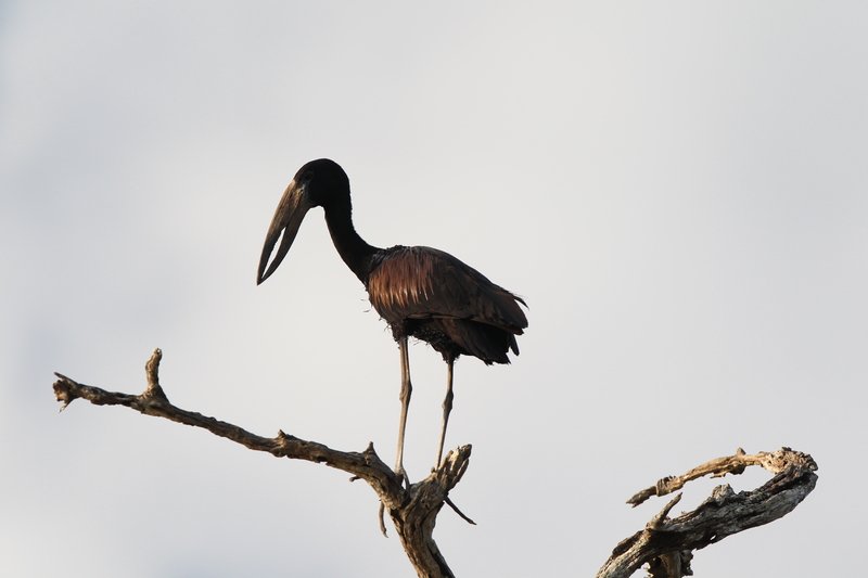 Mohrenklaffschnabel, Selous Game Reserve