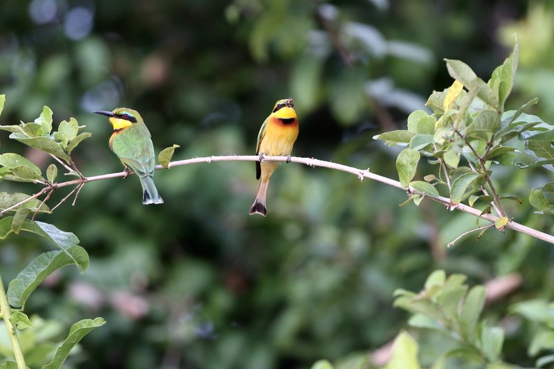 Zwergspint, Selous Game Reserve