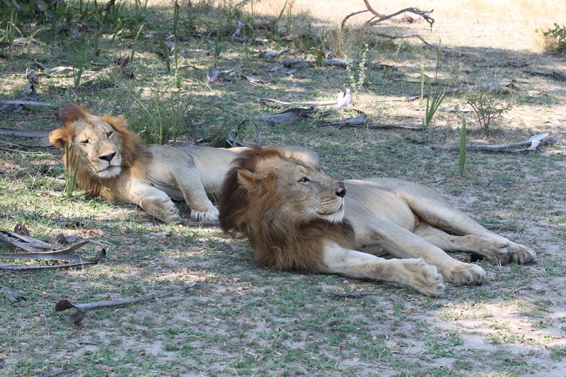 Löwen beim Mittagsschlaf, Selous Game Reserve