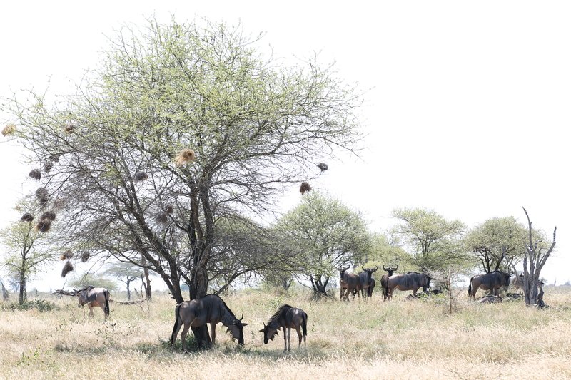 Gnuherde, Selous Game Reserve