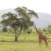 Giraffe, Arusha NP