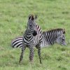 Zebras, Arusha NP