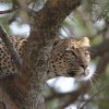 Leopard, Serengeti NP