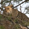 Leopard, Serengeti NP