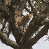 Junger Leopard mit Beute, Serengeti NP
